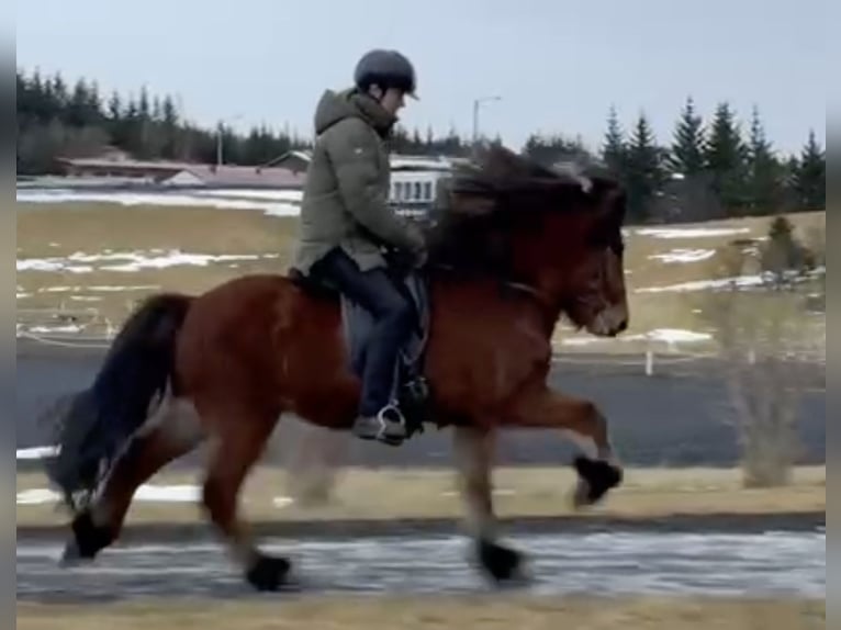 Islandais Hongre 8 Ans 140 cm Bai in Reykjavík - 10