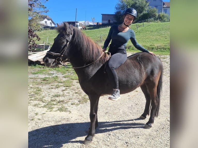 Islandais Hongre 8 Ans 140 cm  in Tramelan