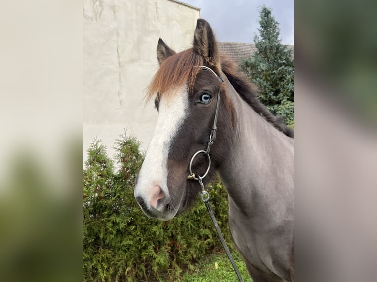 Islandais Hongre 8 Ans 142 cm Noir in Neustadt an der Weinstraße