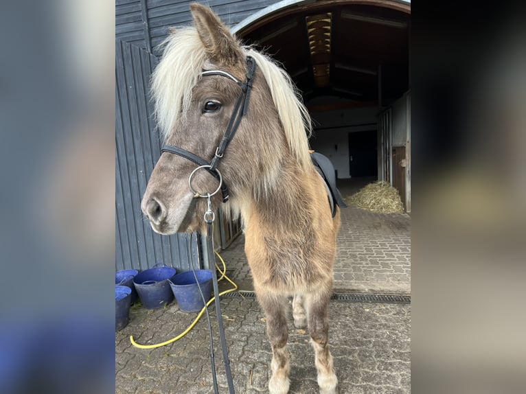 Islandais Hongre 8 Ans 143 cm in Neustadt an der Weinstraße