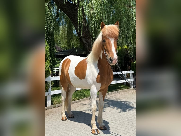 Islandais Hongre 8 Ans 143 cm Pinto in Mining