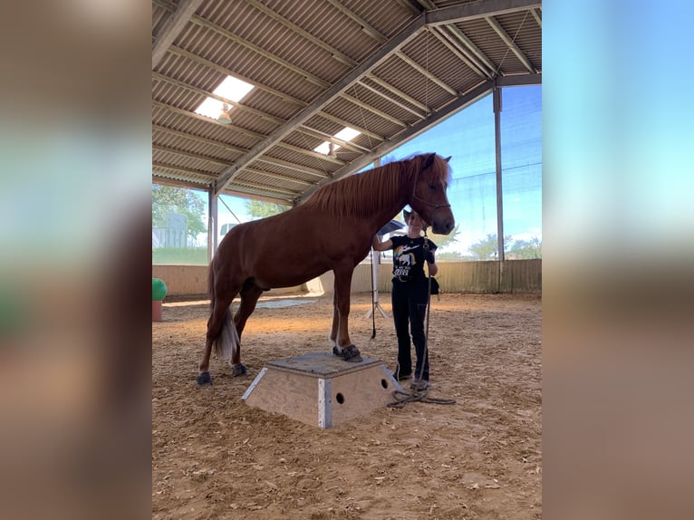 Islandais Hongre 8 Ans 144 cm Alezan cuivré in Rosbach vor der Höhe Ober-Rosbach