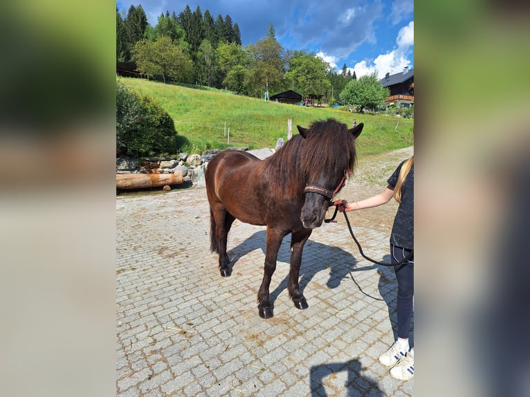 Islandais Hongre 8 Ans 144 cm Noir in Berg im Drautal