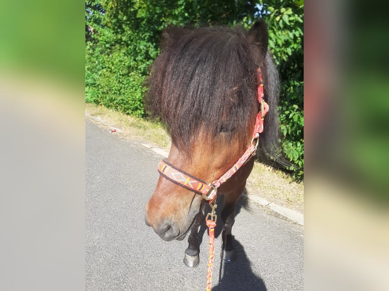 Islandais Hongre 8 Ans 145 cm Bai in Bad Münstereifel