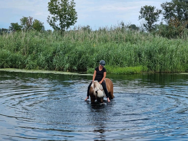 Islandais Hongre 8 Ans 148 cm in Schorfheide