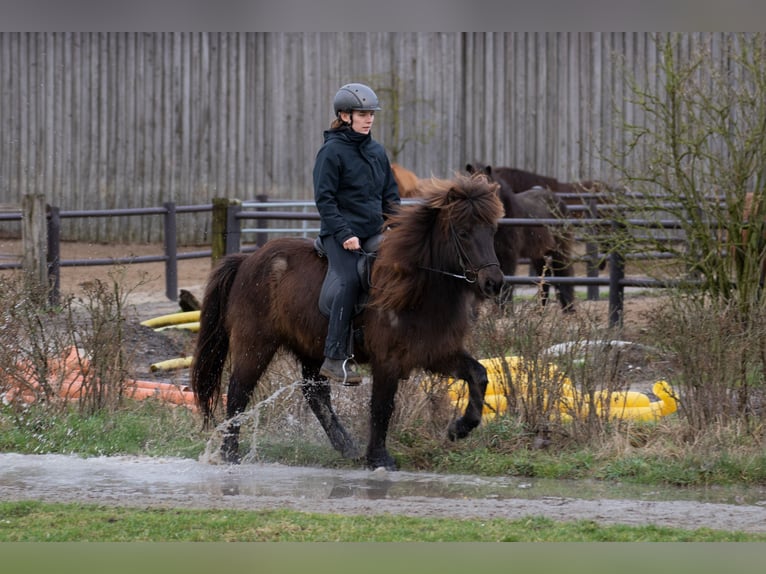 Islandais Hongre 9 Ans 131 cm Noir in Wahrenholz