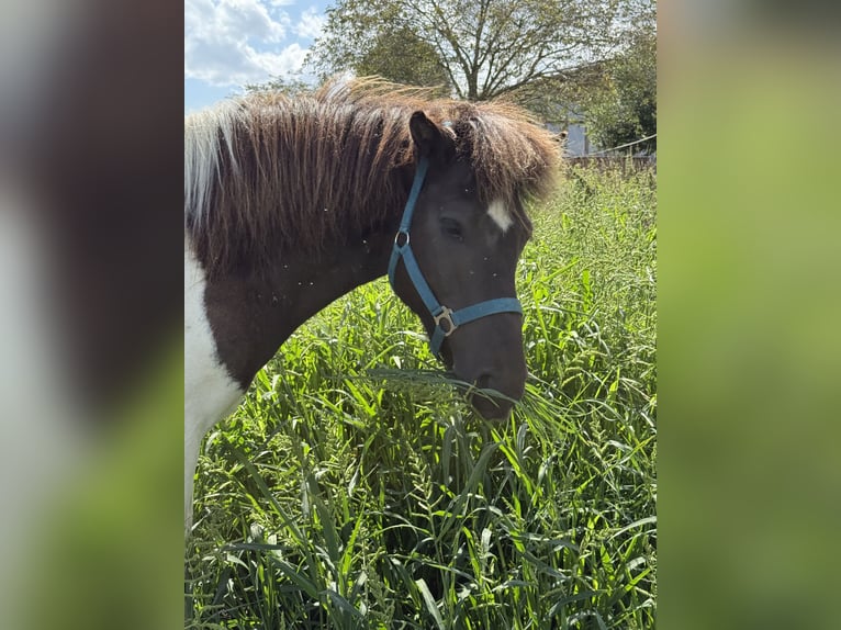 Islandais Hongre 9 Ans 132 cm Pinto in Achstetten