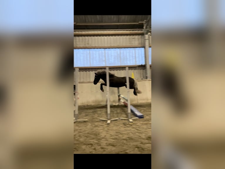 Islandais Hongre 9 Ans 135 cm  in Mattersburg