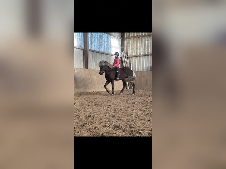Islandais Hongre 9 Ans 135 cm  in Mattersburg