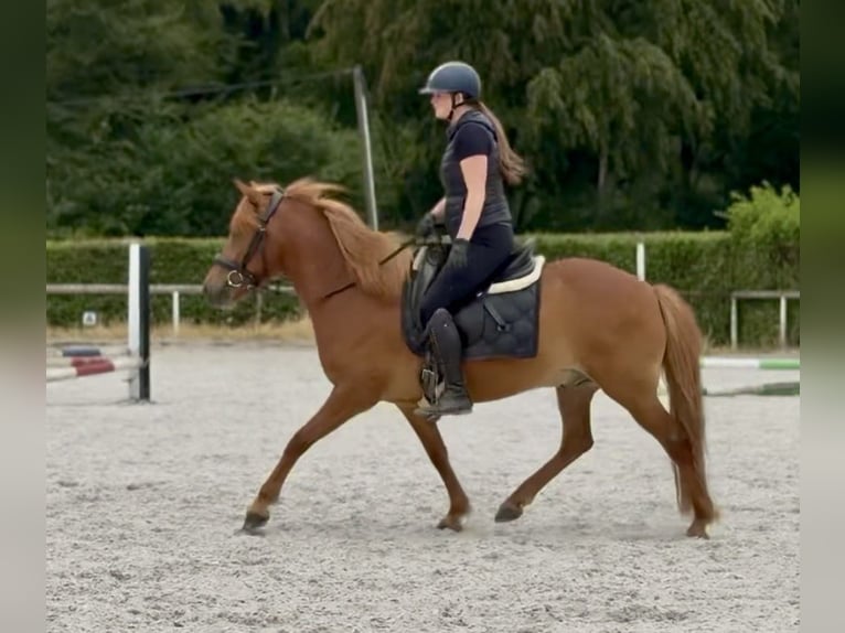 Islandais Hongre 9 Ans 136 cm Alezan in Neustadt (Wied)