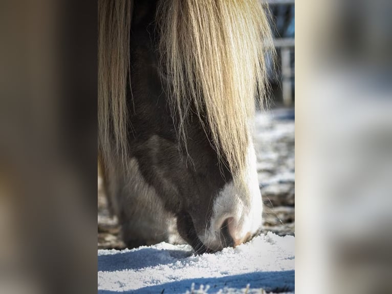 Islandais Hongre 9 Ans 137 cm Pinto in Wardenburg