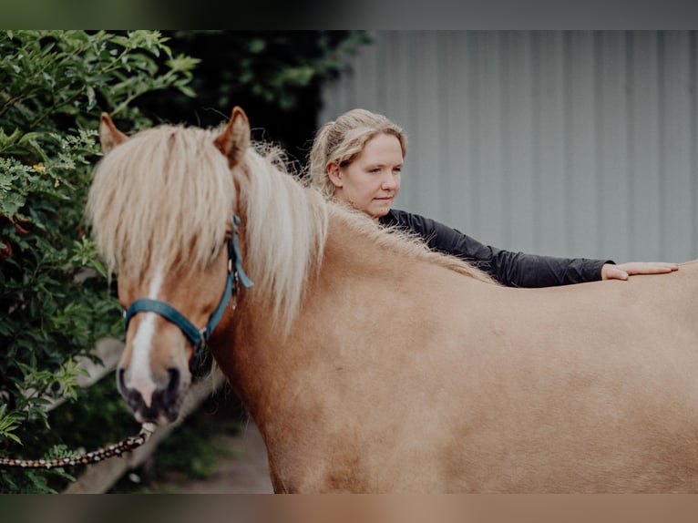 Islandais Hongre 9 Ans 138 cm Isabelle in Rosenberg