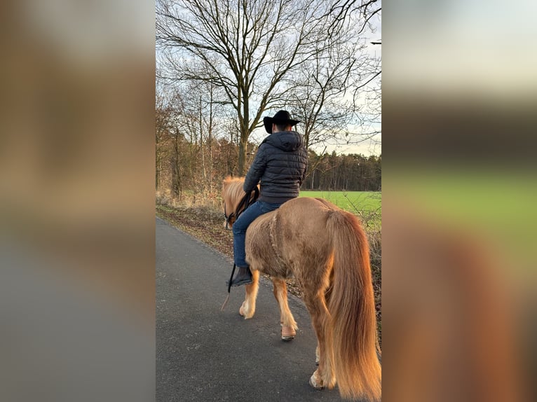 Islandais Hongre 9 Ans 139 cm Isabelle in NienhagenNienhagen