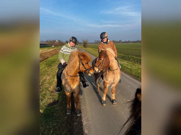 Islandais Hongre 9 Ans 139 cm Isabelle in NienhagenNienhagen