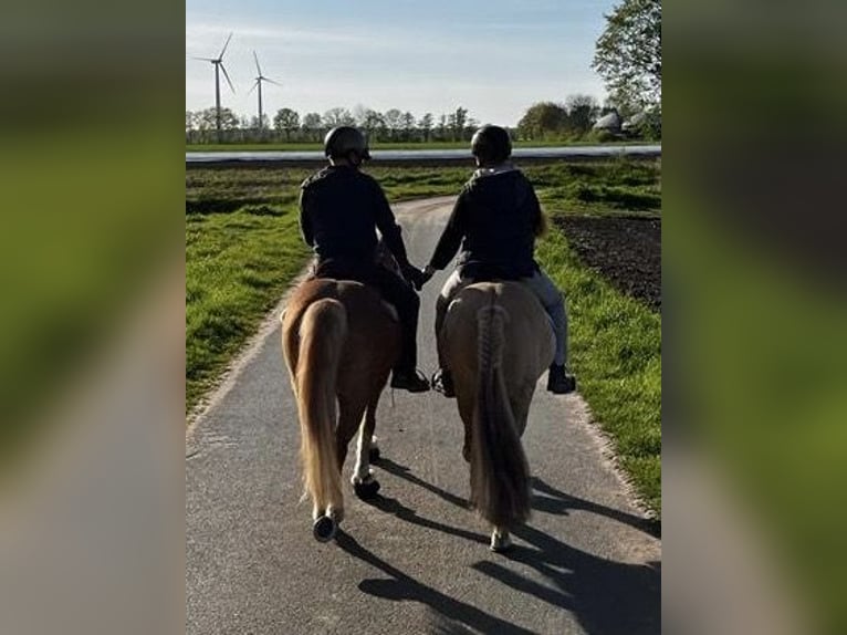 Islandais Hongre 9 Ans 139 cm Isabelle in NienhagenNienhagen