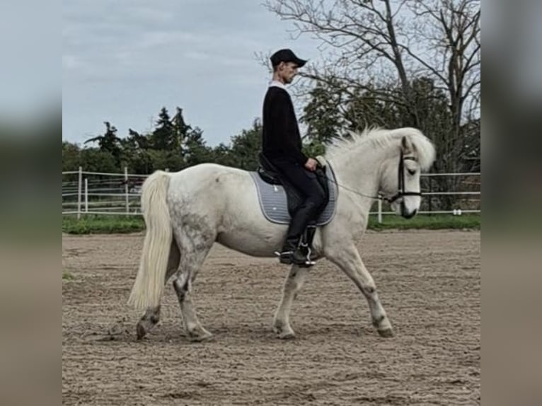 Islandais Hongre 9 Ans 140 cm Gris in Schifferstadt