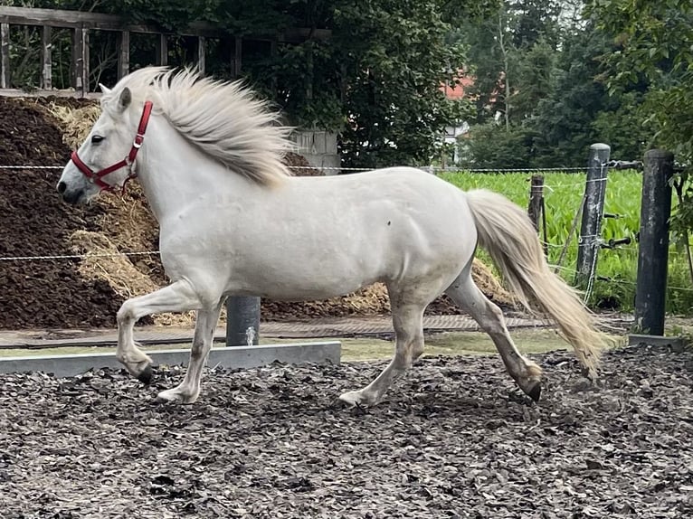 Islandais Hongre 9 Ans 140 cm Gris in Neufahrn bei Freising Islandais Hongre 9 Ans 140 cm Gris in Neufahrn bei Freising