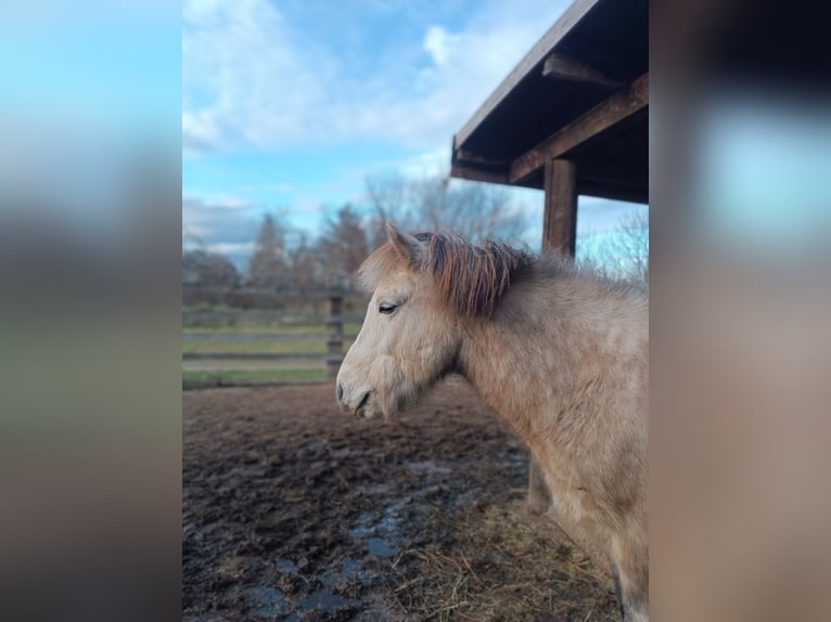 Islandais Hongre 9 Ans 140 cm Gris in Schwechat