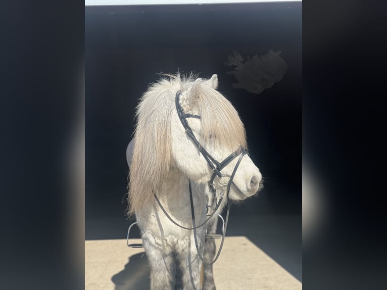 Islandais Hongre 9 Ans 140 cm Gris noir in Berlin