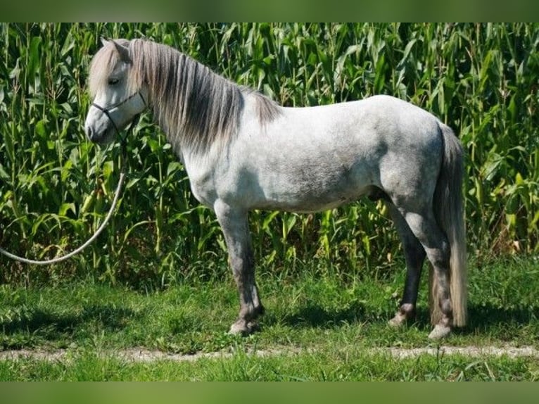 Islandais Hongre 9 Ans 140 cm Gris pommelé in Schwechat