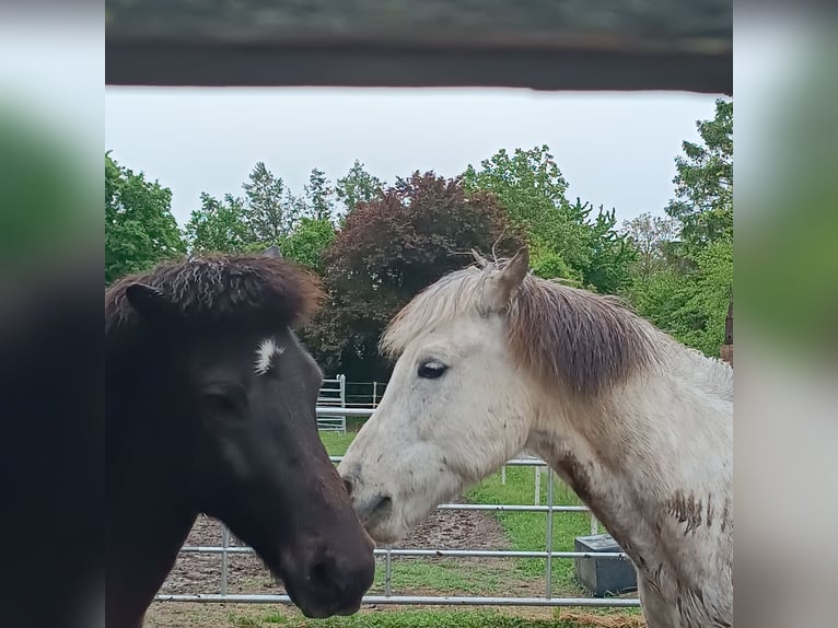 Islandais Hongre 9 Ans 140 cm Gris pommelé in Schwechat