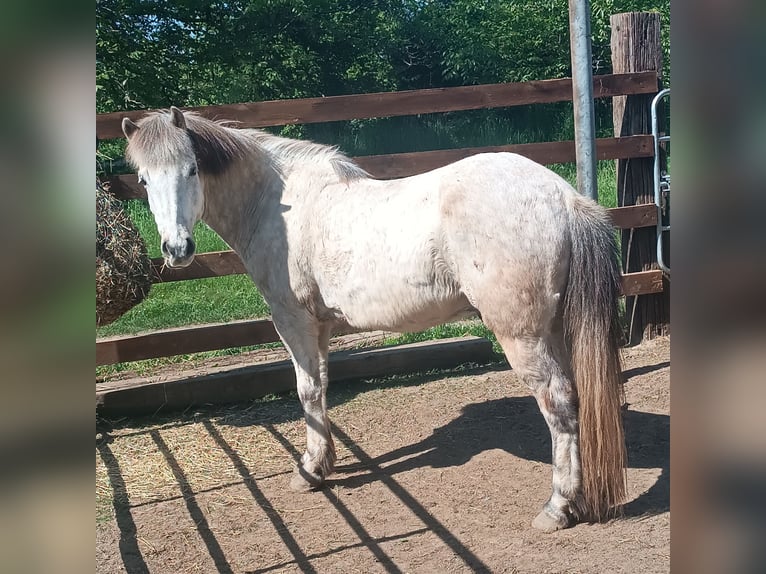Islandais Hongre 9 Ans 140 cm Gris pommelé in Schwechat
