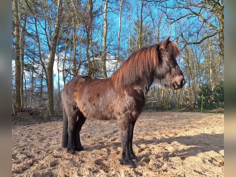 Islandais Hongre 9 Ans 141 cm Noir in Beetsterzwaag