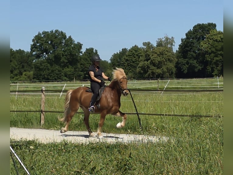 Islandais Hongre 9 Ans 143 cm Alezan in Aichtal