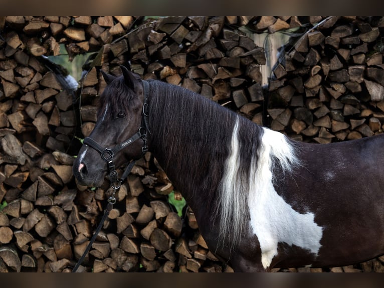 Islandais Hongre 9 Ans 143 cm Pinto in Liezen