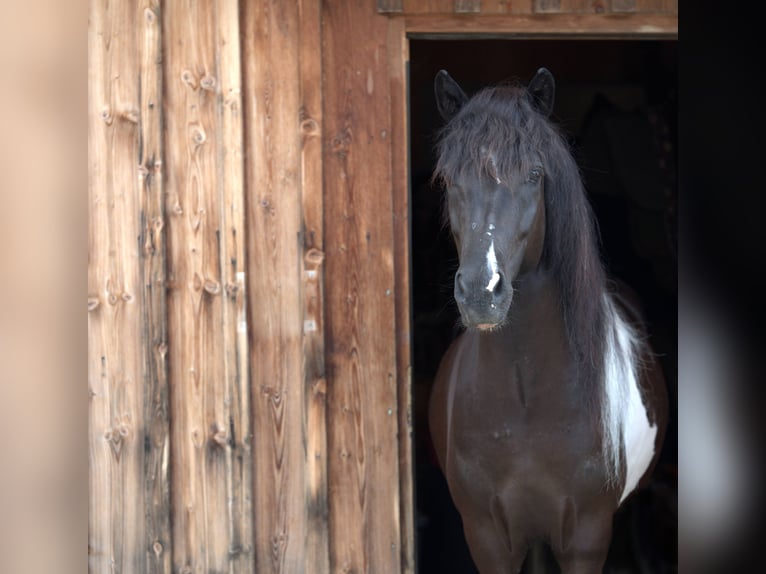 Islandais Hongre 9 Ans 143 cm Pinto in Liezen