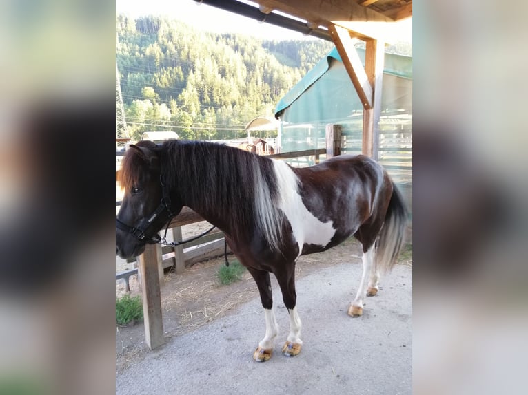 Islandais Hongre 9 Ans 143 cm Pinto in Liezen
