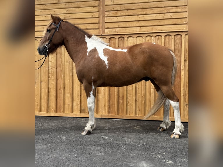 Islandais Hongre 9 Ans 144 cm Pinto in Mining