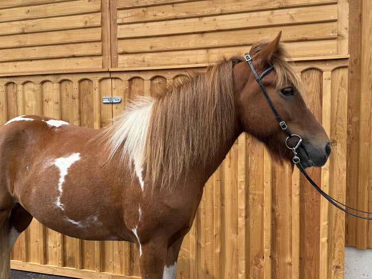 Islandais Hongre 9 Ans 144 cm Pinto in Mining
