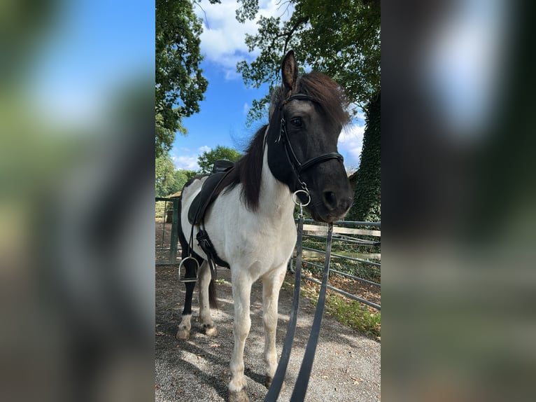 Islandais Hongre 9 Ans 145 cm Pinto in Schwanewede Islandais Hongre 9 Ans 145 cm Pinto in Schwanewede