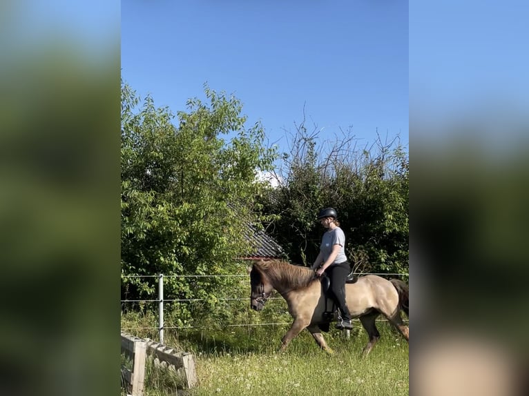 Islandais Hongre 9 Ans 146 cm Isabelle in Handewitt
