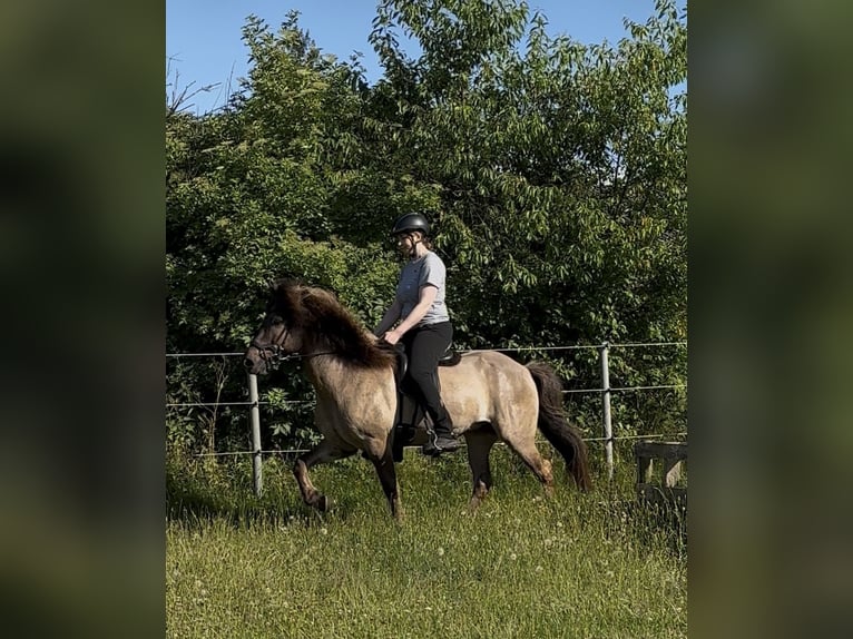 Islandais Hongre 9 Ans 146 cm Isabelle in Handewitt