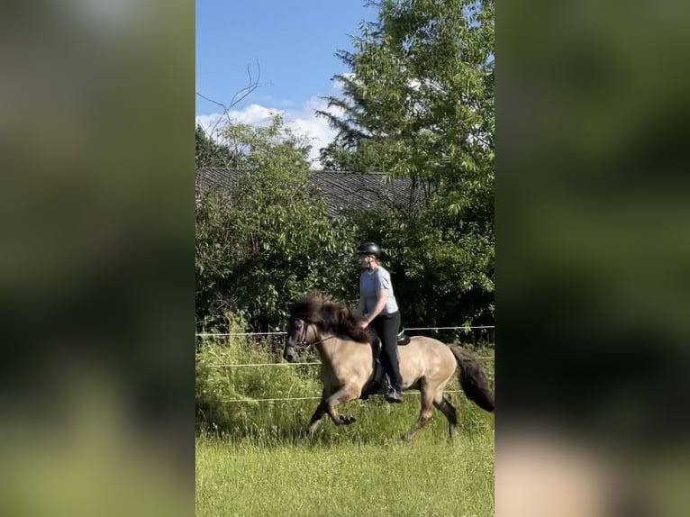 Islandais Hongre 9 Ans 146 cm Isabelle in Handewitt