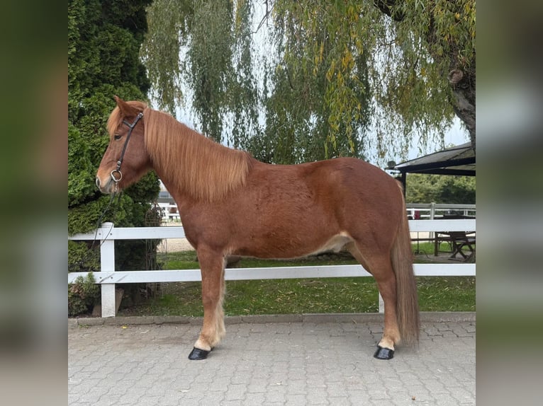 Islandais Hongre 9 Ans 147 cm Alezan in Lochen am See