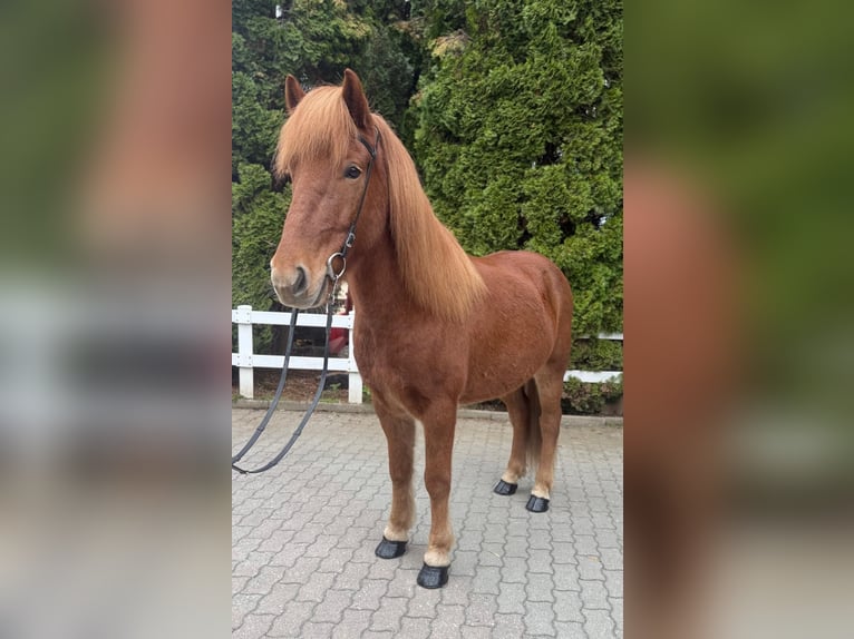 Islandais Hongre 9 Ans 147 cm Alezan in Lochen am See