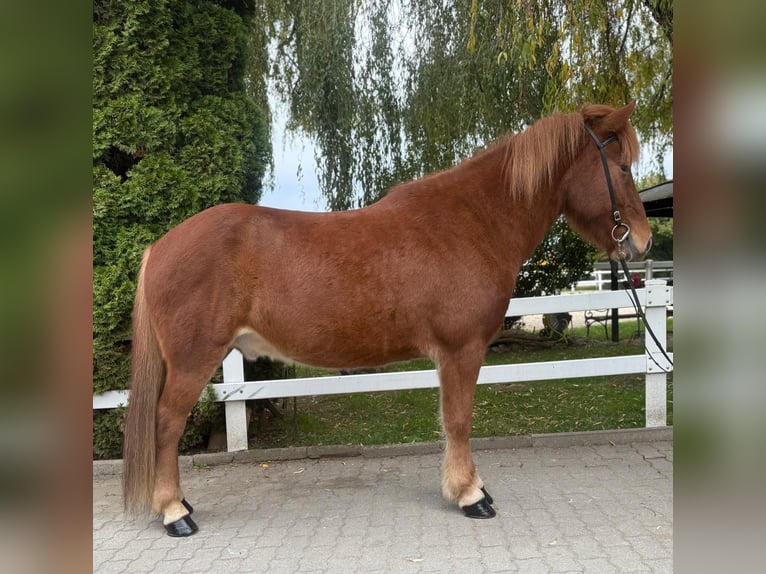 Islandais Hongre 9 Ans 147 cm Alezan in Lochen am See