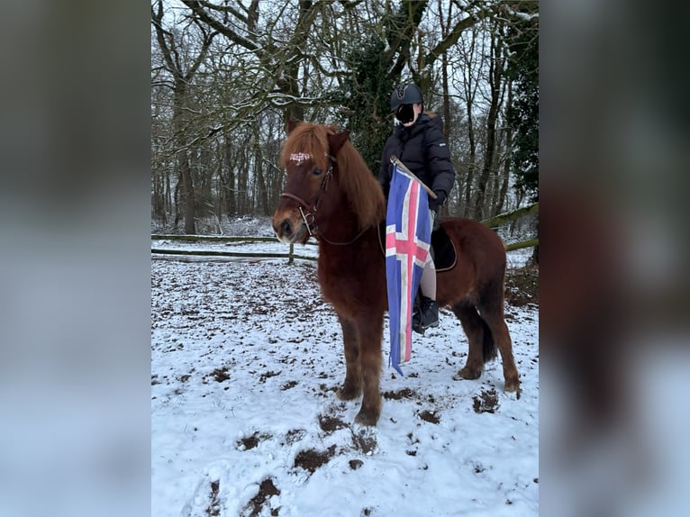 Islandais Hongre 9 Ans 148 cm Alezan in Wesel
