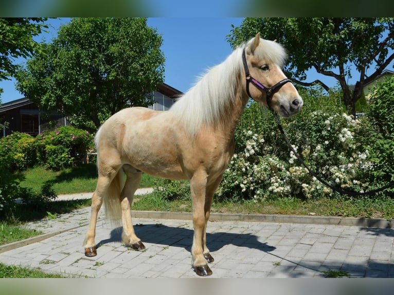 Islandais Hongre 9 Ans Palomino in Straßwalchen