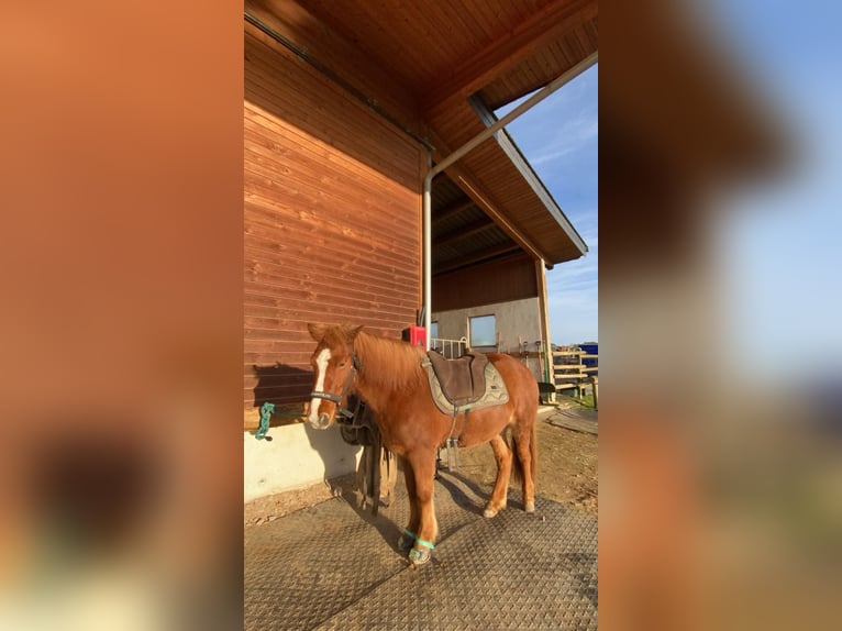 Islandais Jument 10 Ans 129 cm Alezan in Attendorn