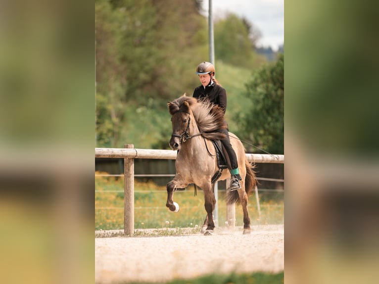 Islandais Jument 10 Ans 135 cm  in Dietfurt