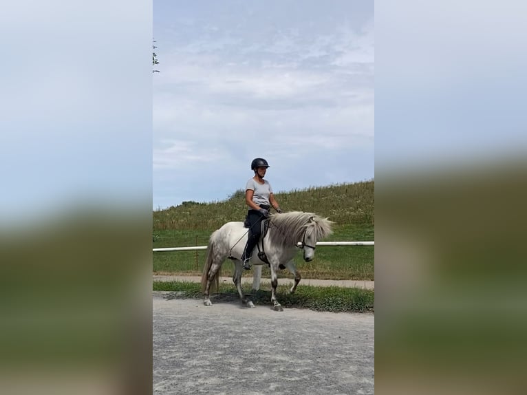 Islandais Jument 10 Ans 135 cm Gris in Wiesloch