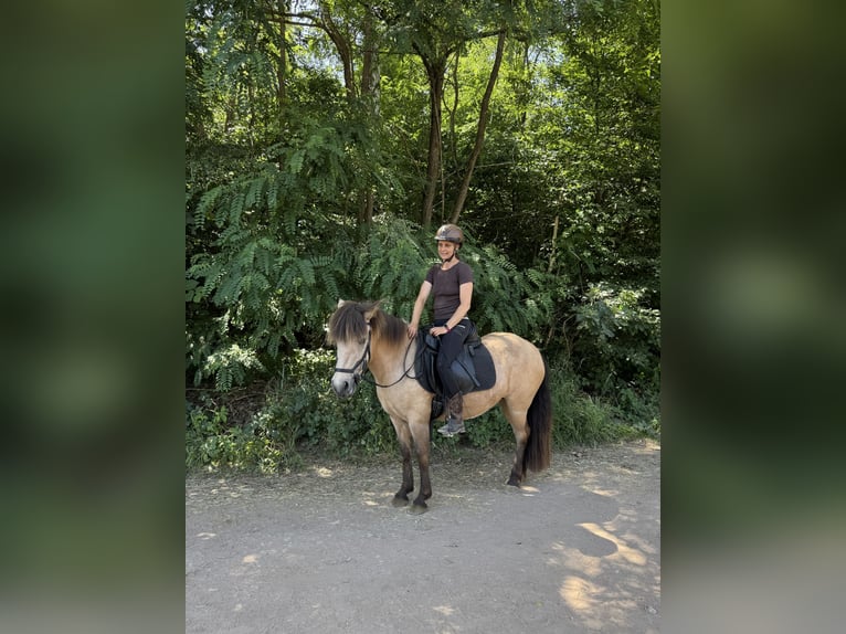 Islandais Jument 10 Ans 135 cm Isabelle in Langenzenn