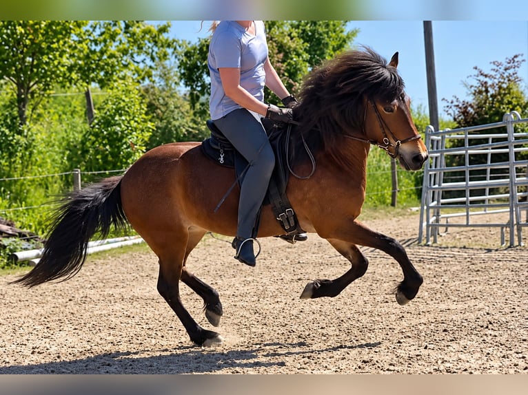 Islandais Jument 10 Ans 136 cm Bai in Stein an der Traun