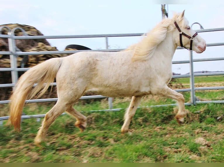 Islandais Jument 10 Ans 136 cm Perlino in Saarland