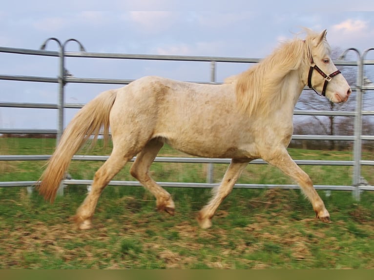 Islandais Jument 10 Ans 136 cm Perlino in Saarland