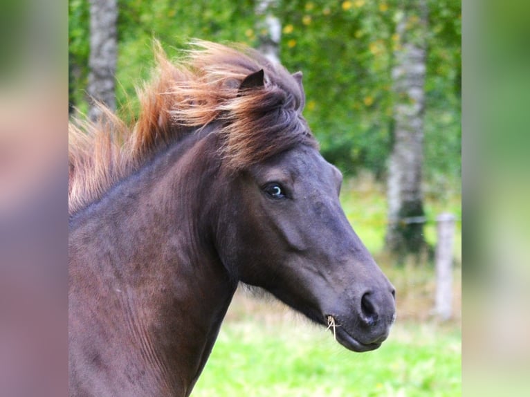 Islandais Jument 10 Ans 137 cm Noir in Ladbergen
